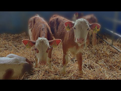 Видео: Побелка коровника из распылителя. #буднифермера