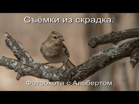 Видео: Фотоохота с Альбертом.  Съёмка из скрадка.