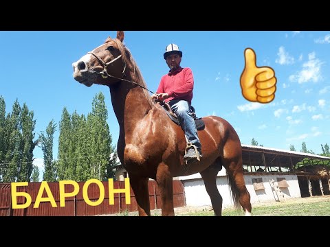 Видео: 🐉Кобра~Барон  күчтүү ЖЫЛКЫЛАР чыкты👍/ Медет саяпкер / 15.05.19