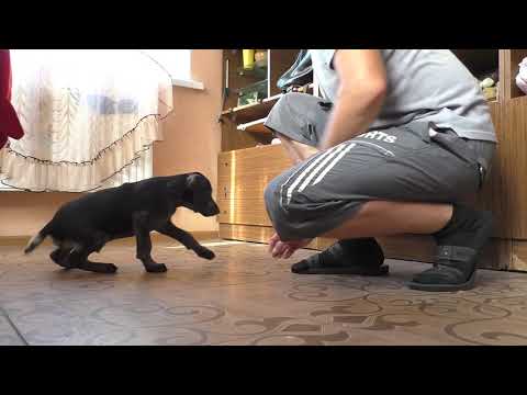 Видео: Дрессировка щенка дратхаара .1 часть