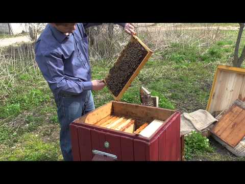Видео: Первое расширение пчелиных семей сушью (апрель 2015 г.)