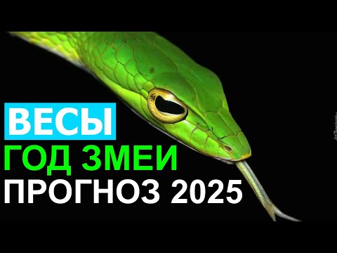 Видео: ПРОГНОЗ ДЛЯ ВЕСОВ НА 2025 ГОД. ГОД ЗМЕИ 😃