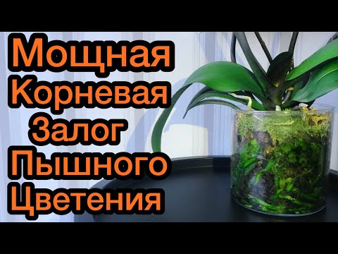 Видео: Корни от шеи ПРУТ. Сажаю ОРХИДЕЮ с МАКСИМАЛЬНЫМ ЗАГЛУБЛЕНИЕМ в ВАЗУ на ВЫРОСТ.