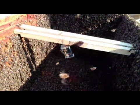 Видео: Как вывести семью из роевого состояния на 100%.  Искусственное роение. Самый эффективный метод.