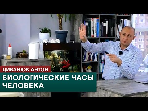Видео: Биологические часы человека, меридианы и китайская медицина. Циванюк Антон