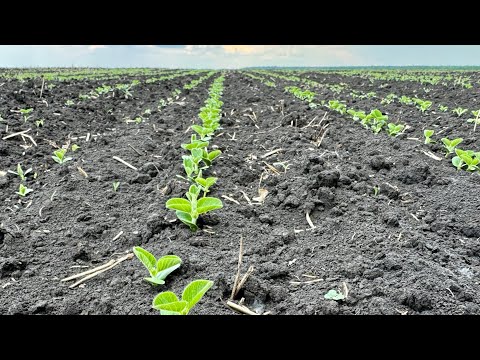 Видео: Всходы сои. Мезенка и Сирелия. КолхозАЧ24