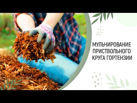 Видео: ВСЁ О ГОРТЕНЗИИ| КАК МУЛЬЧИРОВАТЬ ПРИСТВОЛЬНЫЙ КРУГ