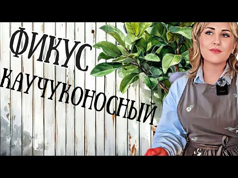 Видео: 🌿🍄 Фикус каучуконосный. Корневая гниль из-за перелива. Пересадка и обрезка.