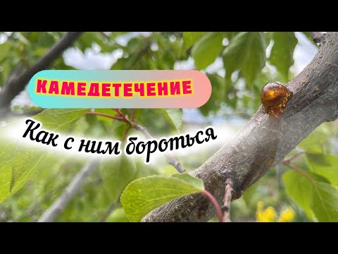 Видео: Камедетечение.Причины.Лечение