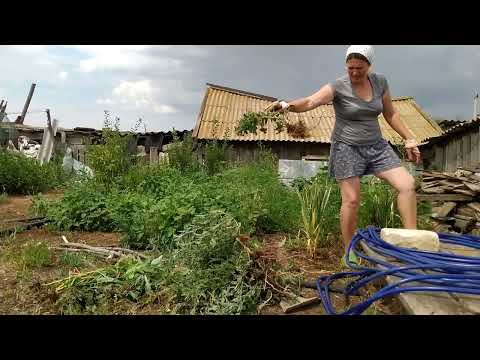 Видео: Дела огородные. Добываю траву и корни.
