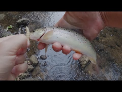 Видео: Риболов на пъстърва със силикон - 01.08.23