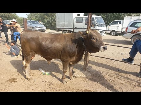 Видео: МОЛБОЗОРИ КУМСАНГИР КАМУНИЗММ НАРХУ НАВОИ МОЛҲОИ ФУРӮШИ МАРҲАМАТ ТАМОШОИ БАРҲАВО ДӮСТОН