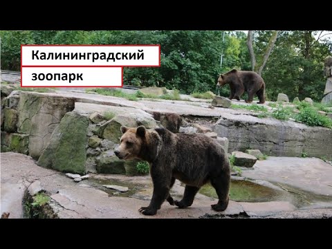 Видео: Калининградский зоопарк