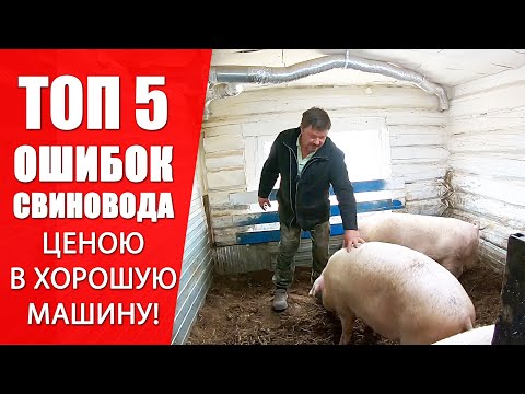 Видео: ТОП 5 Ошибок Случайных Свиновод | ЦЕНОЮ В хорошую МАШИНУ. Трёх летний опыт.