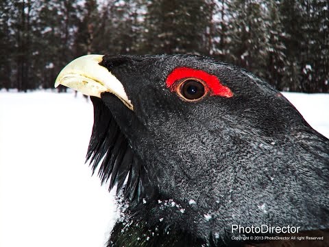 Видео: Охота на глухаря зимой