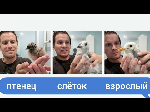 Видео: ПТЕНЕЦ - СЛЁТОК - ВЗРОСЛЫЙ. Сизая чайка