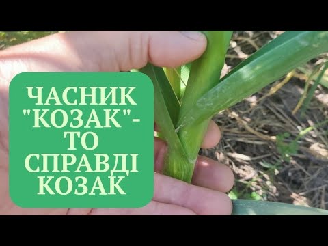 Видео: Часник, який вартує вирощувати.