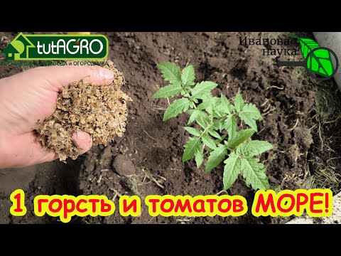 Видео: ОДНА ГОРСТЬ В ЛУНКУ и УРОЖАЙ ОГРОМНЫЙ! Ни жирования, ни вершинной гнили с такой заправкой лунок.