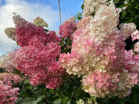 Видео: #Обзоркаталога саженцев метельчатой гортензии Осень-2025 #Металлика#Бонфайер#Скайфолл#Панзола#Пиксио