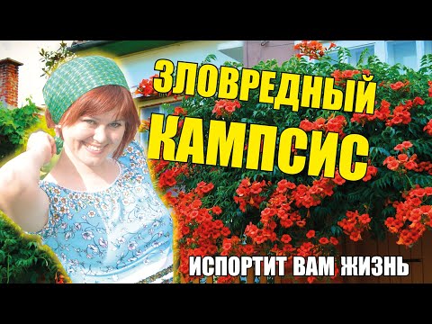 Видео: Моя зловредная лиана Кампсис – настоящий агрессор