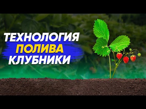 Видео: Как поливать? клубнику(землянику).