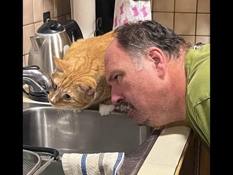 Видео: 😺 Без кота не разобраться! 🐈 Видео смешных котов и котят! 😻