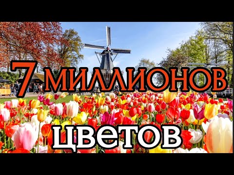 Видео: 🇳🇱 САМЫЙ КРАСИВЫЙ ПАРК В МИРЕ. КЁКЕНХОФ | Keukenhof, Nederland. 4K 60fps