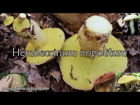 Видео: Жёлтый боровик или Полубелый гриб | Hemileccinum impolitum