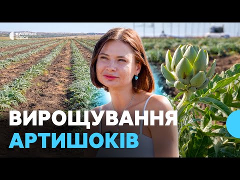 Видео: Має хрумтіти: як готувати артишоки, які вирощують на Одещині