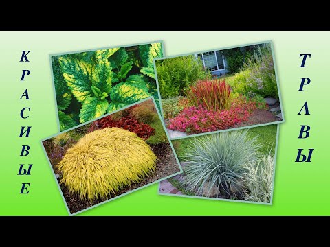 Видео: ДЕКОРАТИВНЫЕ ЗЛАКИ И ПРЯНЫЕ ТРАВЫ С ВАРИЕГАТНОЙ ЛИСТВОЙ. КОЛОСНЯК/ХАКОНЕХЛОЯ/ОВСЯННИЦА/ОСОКА и др.