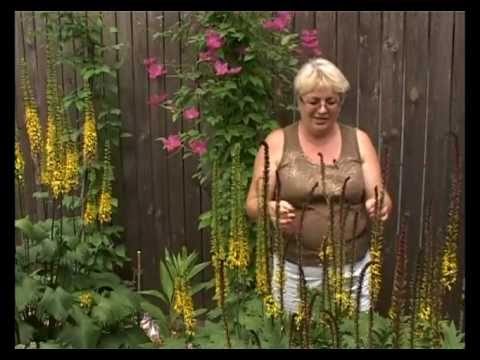 Видео: Сад и огород. Бузульник