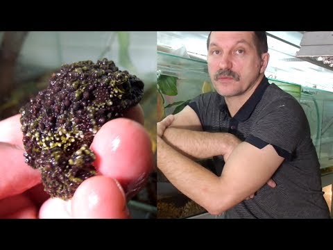 Видео: Мастера мимикрии. Mossy frogs. Engl subt