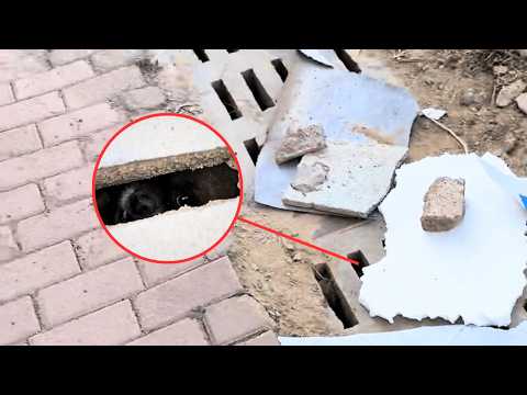 Видео: Бездомная собака родила щенков в водостоке и яростно лает, когда кто-то приближается, защищая их.