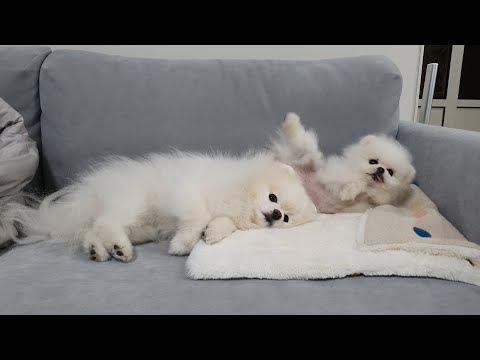 Видео: Я приготовила питательную еду для больного щенка