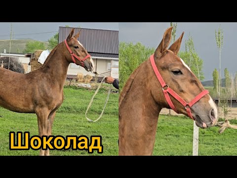 Видео: Шоколад тай сатылат тел:+996 501 598 686