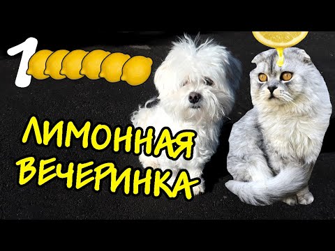 Видео: УРА! НАС МИЛЛИОН | КОШАЧЬЯ ВЕЧЕРИНКА