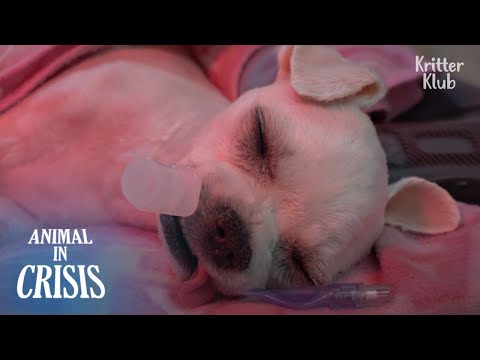 Видео: Собака сначала была брошена и попала в бой ... Что может быть хуже? | Животное в кризисе EP198