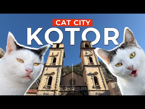 Видео: Новая кошачья столица? 🐱🏰 Котор – город уличных кошек, Черногория | Короткометражный фильм  4K
