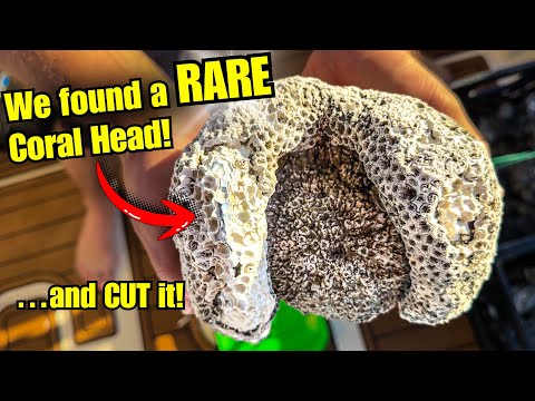 Видео: Мы нашли и огранили УДИВИТЕЛЬНЫЙ агатированный коралл в водах Флориды