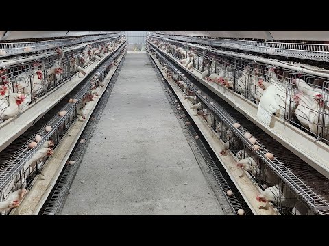 Видео: Тухум йуналишида 140 кунлигида неча фойизга чикгани #факт#тезкор#бизнес