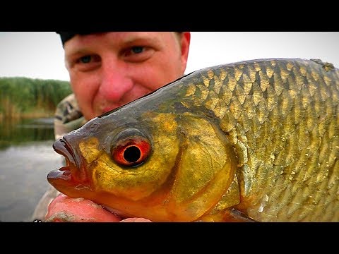 Видео: НЕ РЫБАЛКА, А СКАЗКА! ЗАПОВЕДНИК ЧТО ЛИ?  Крупная краснопёрка, толстолоб, гуси, лебеди, утки.