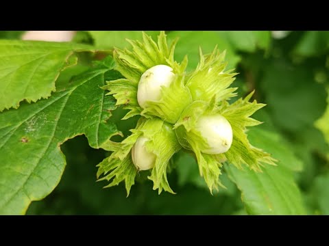 Видео: ДАЧА☀️ОГОРОД🍅🥒🌶️НЕИЗВЕСТНОЕ РАСТЕНИЕ🌿НА РЕЧКЕ🌊