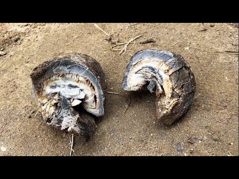 Видео: Копыта были сухими и гнилыми внутри, но на помощь пришло традиционное мастерство!