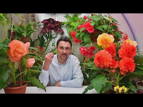 Видео: Почему погибают магазинные растения