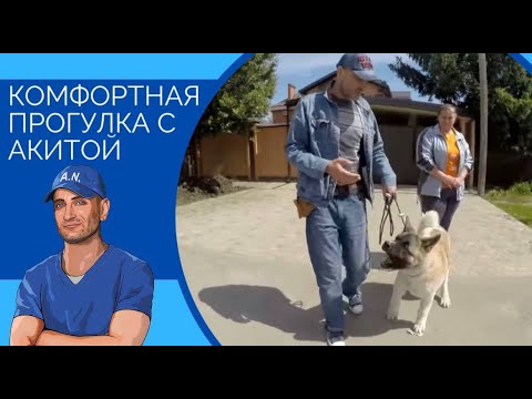 Видео: Комфортная прогулка с Акитой