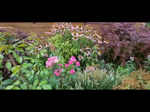 Видео: Обзор сада в августе, 2022 г.