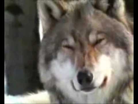 Видео: Edinaka - Вълчи нрави