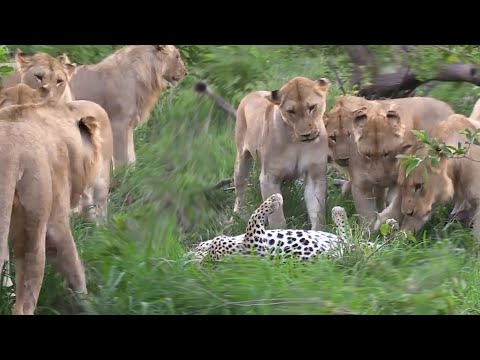 Видео: Львицы поймали Леопарда! Вот что было дальше