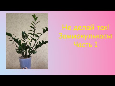 Видео: Не делай так: Замиокулькасы Часть 1 // DON'T DO IT! Zamiocúlcas Part 1