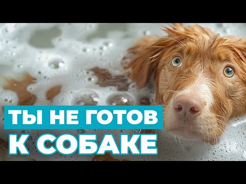 Видео: Не готов к собаке❓ 6 проблем, о которых вы должны знать перед тем, как завести питомца❗️